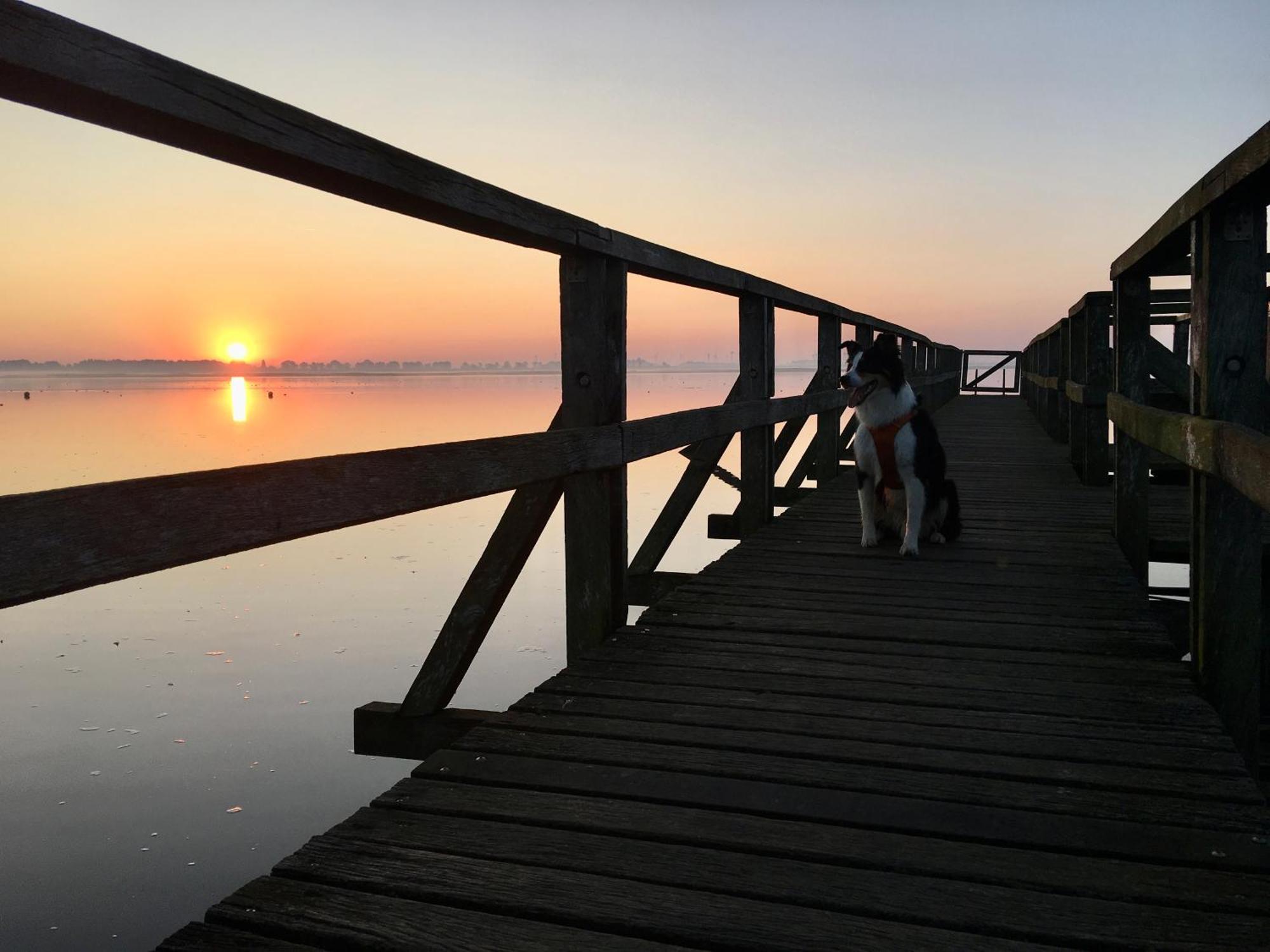 Deichkoje12 Direkt Am Eiderdeich Nur 7 Km Bis Zur Nordsee Und 20 Min Bis Sankt Peter Ording Tönning Exterior foto